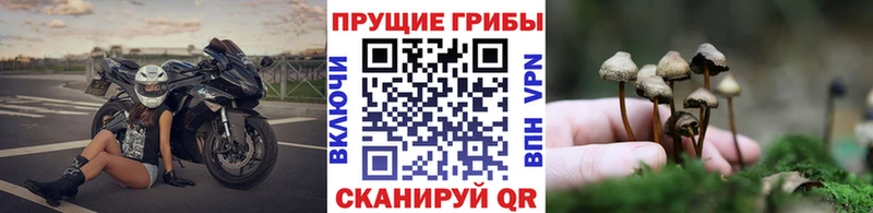 купить наркотики цена  Кущёвская  Галлюциногенные грибы Magic Shrooms 